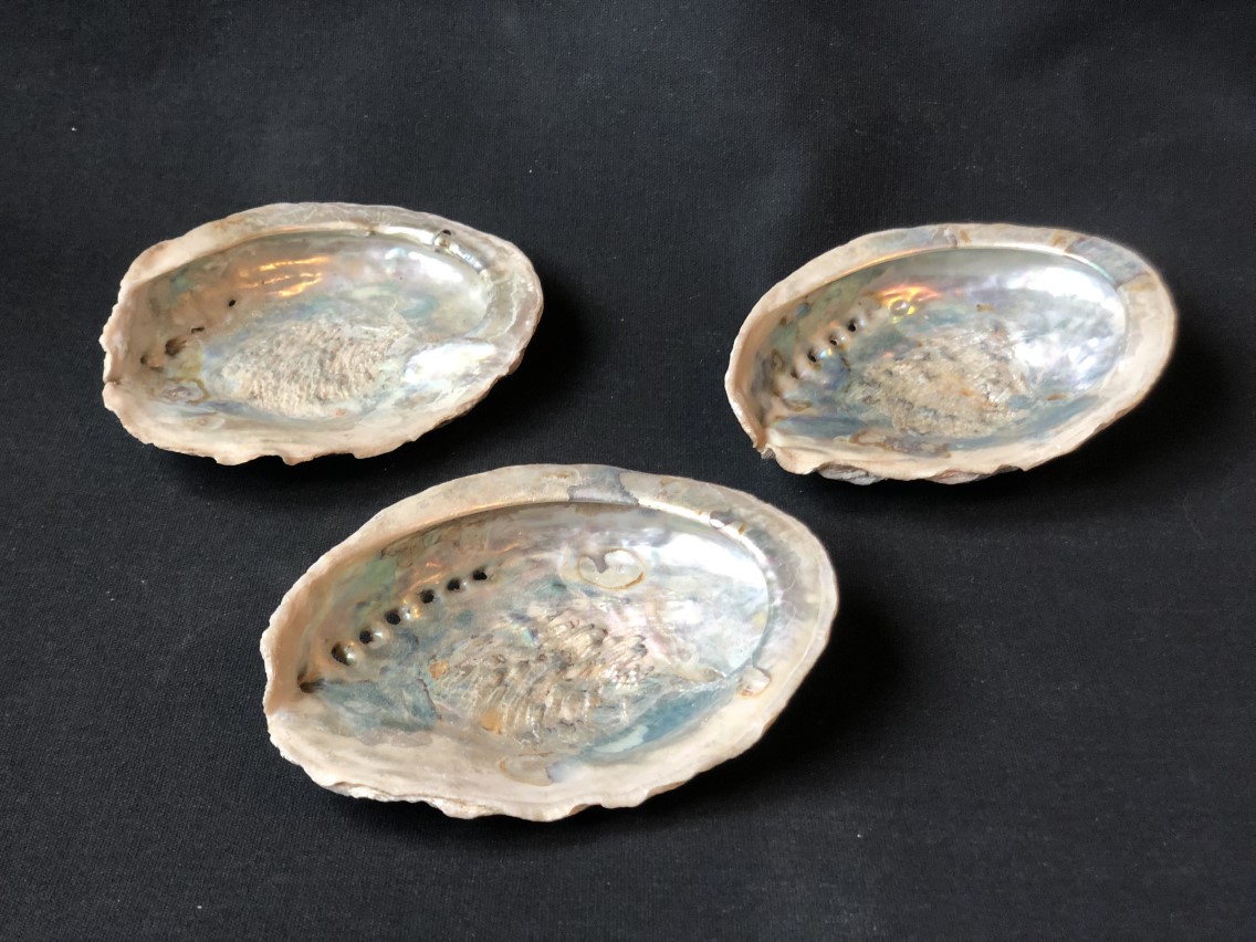 Cobra 3 poot standaard Abalone Schelp 12-16cm – Botanica El Gran Poder