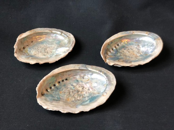 Abalone schelp