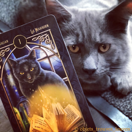 Houdini helpt je graag bij het kiezen van tarotkaarten die bij jou passen