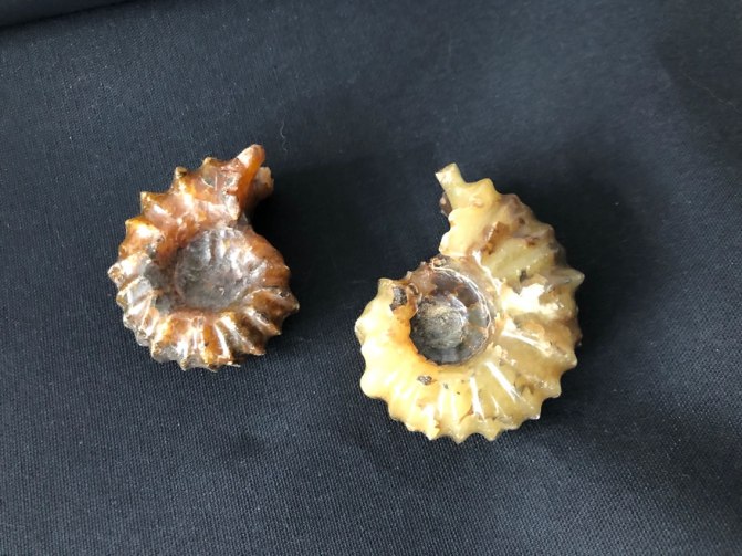 Ammoniet Douvilleiceras