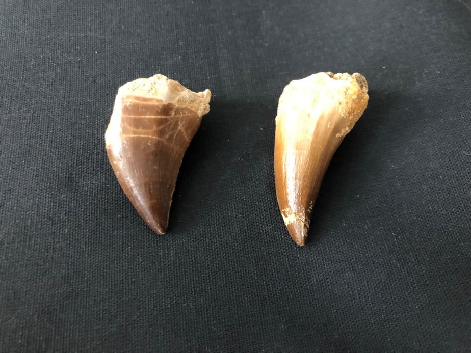 objets-trouves-leuven-fossiel-mosasaurus-tand